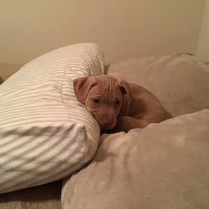 Meet your Posher, Jamie